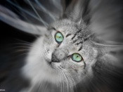 Beautiful Green Eyes Cat